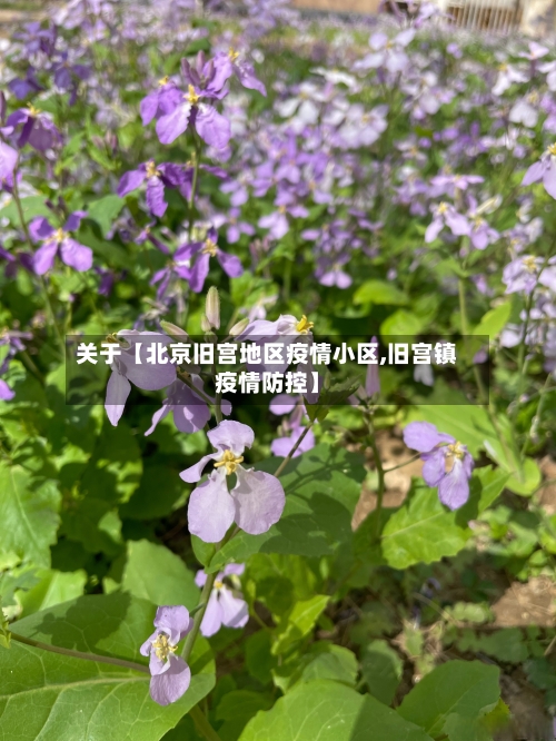 关于【北京旧宫地区疫情小区,旧宫镇疫情防控】-第2张图片